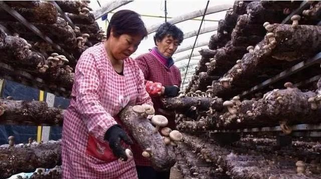  大棚■这个地方四季产香菇，年增收250万