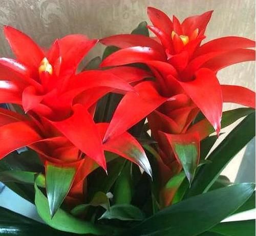  #鸿运当头#这几款植物养在家里，沾土就能活，开花就爆盆，不易生病好养护