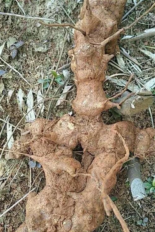  「果子」野外一种野草叫“金刚藤”，叶片不规则有个性，结了红果子真好看