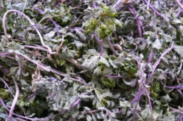 这草的根茎掰断有“牛奶”农村娃把它当玩物，药农却直言太浪费