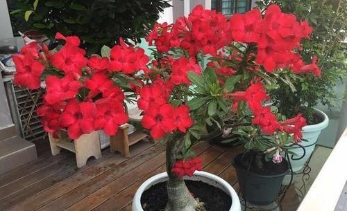  [浇水太多]养花需注意，这4种花不能瞎浇水，不然很容易烂根！