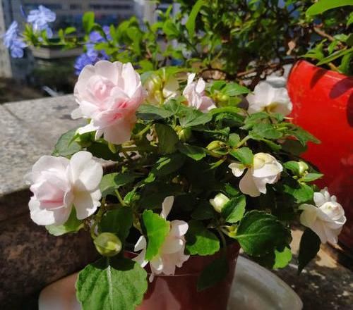 「凤仙花」养盆凤仙花,常年开花,花瓣能染指甲,小时候过家家经常玩