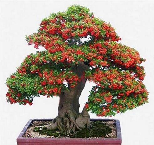  时间■这3种盆景养到就是赚到，时间久了价值高，随便一盆开花结果