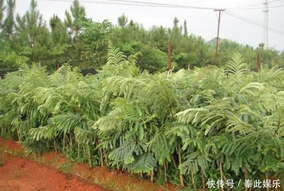  「产量」农村有种水果产量大，天天吃也摘不完，城里卖30一斤却