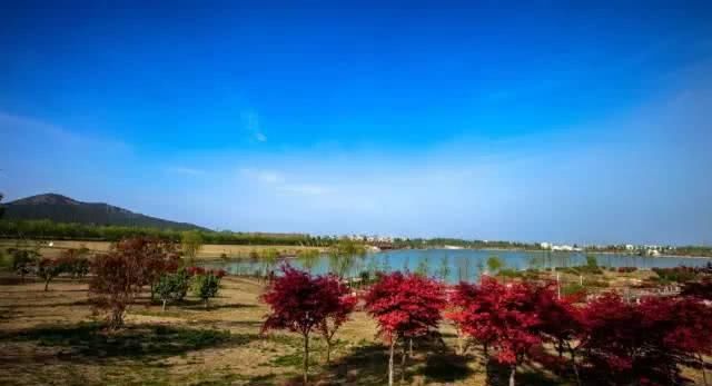 徐州这两天唱起了“小晴歌” 又是一年秋意浓,赏秋正当时!