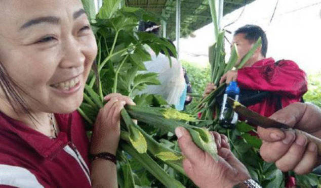 以前这草农民当做猪饲料，现在被捧成神仙草，人工种植一棵30元！