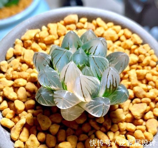  [光照]多肉玉露养护“手册”，做好这几步，叶片饱满圆润，晶莹透亮