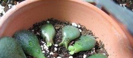  「小苗」玉树长得慢，用一个小技巧，枝繁叶茂叶片多，小苗长成小树