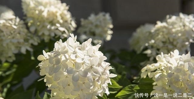  「时间」绣球花枝条耷拉没精神，该怎么处理？