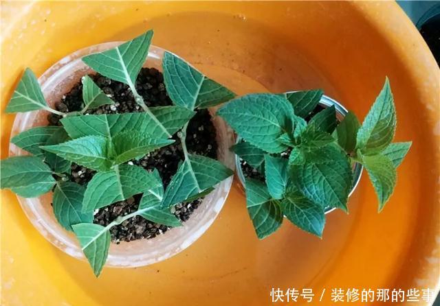『执着的花盲』养花技巧:这5种花现在扦插,下个月就开花,千万别错过时机!