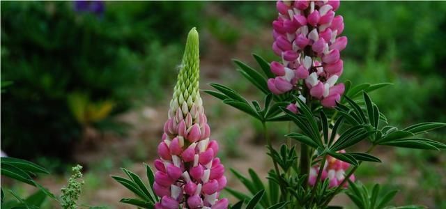  「很漂亮」3种花是花中劳模,一年四季开花不断,花大色艳很漂亮,谁养谁爱
