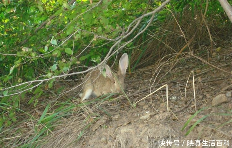野生一斤140元难买到，养殖一斤40元，繁殖快却很少人养