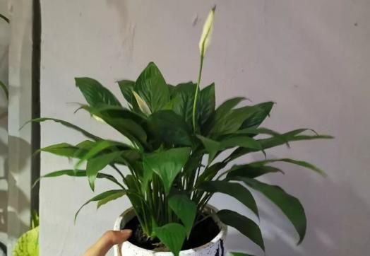  『喜阴喜湿』卫生间异味重？养上这“4种植物”，卫生间摆2-3盆，空气更清新