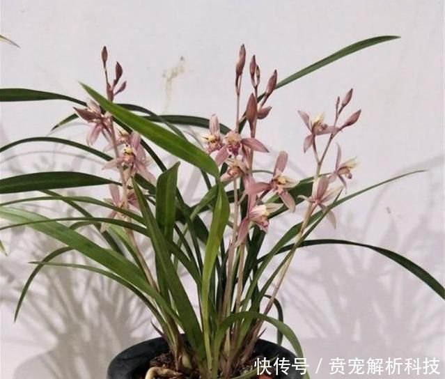  『冬季』冬季室内养兰花，重点在于“它”，做好就能长旺开花