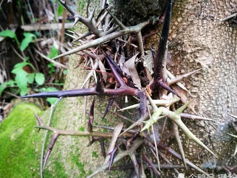 乡村一种树上生长的刺，却是一味中药材，您可认识