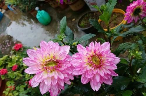  试试@不会养花？不妨试试此款，花色多又艳，四季花开不停，美