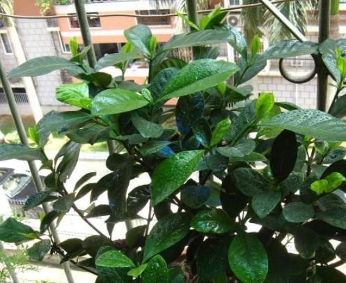  「栀子花」栀子花开，最美的回忆，养好栀子盆栽，这几点尤其要注意