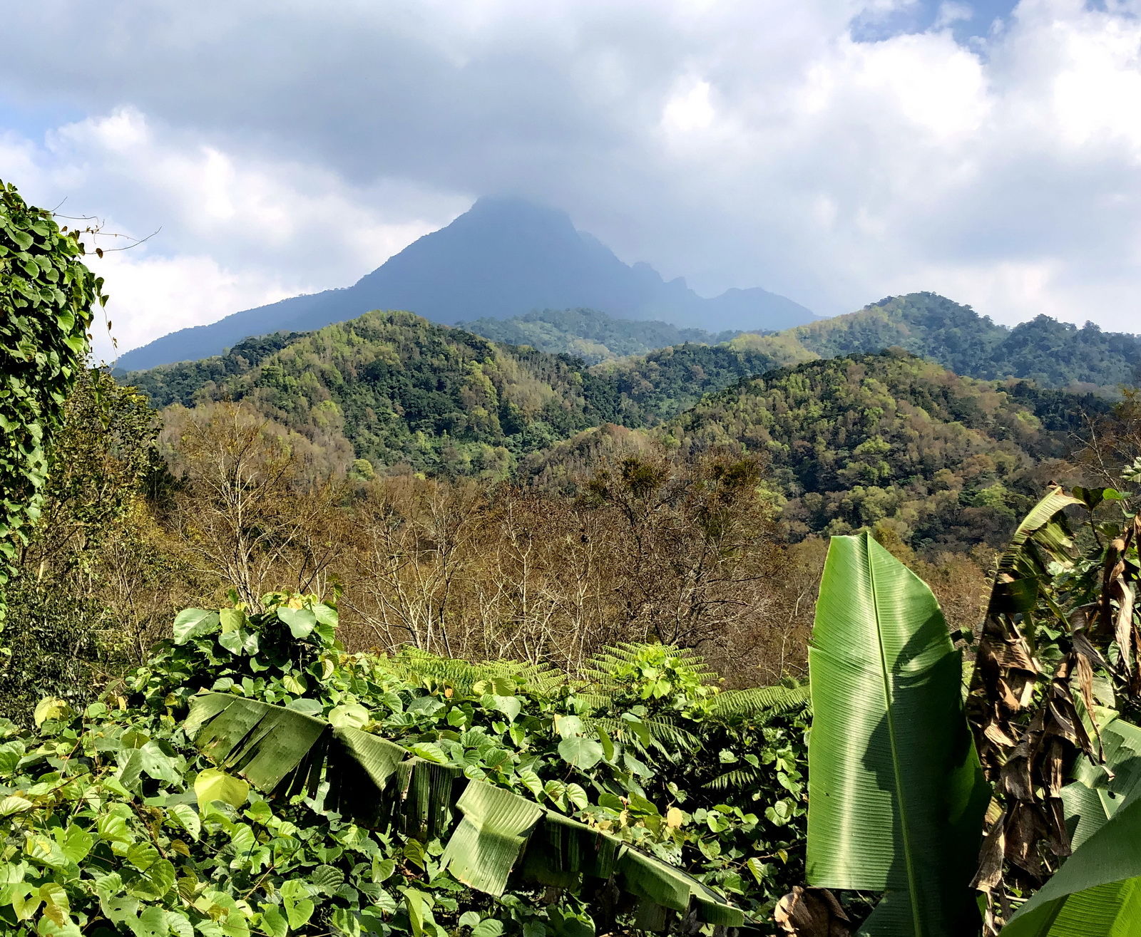 海南岛五指山区热带雨林“空中花篮”