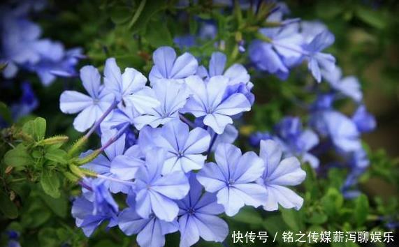 漂亮@4款花“随便养”,一年开花200天,漂亮优雅,养在阳台轻松爆满盆