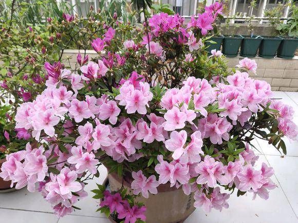 「养护杜鹃花」小院的杜鹃花开了，花园一角真漂亮，杜鹃花养护，分享一下