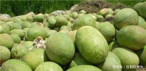 农民种的菜卖不出去, 只能含泪倒掉, 城里人还埋怨吃不起!