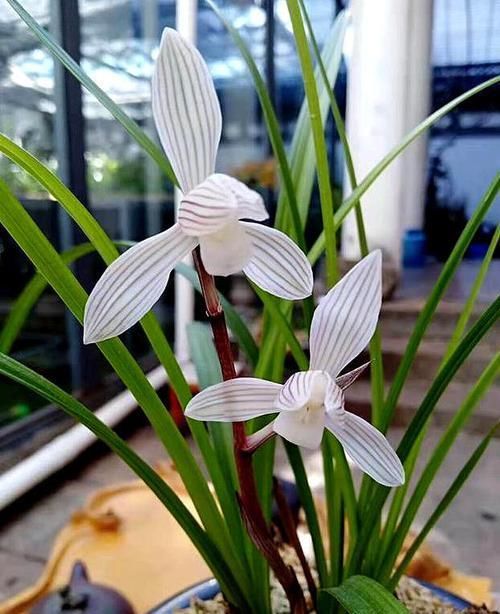  「盆里」兰花施肥，用这2种“壳”，食物废料也是宝，盆里扔几个叶茂花多