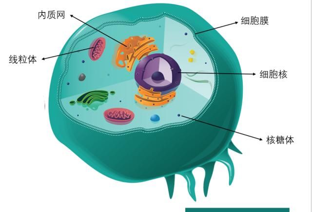  【动态平衡】植物只有在保持水分动态平衡的状态下，才能正常生长和发育