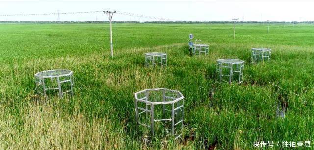  外来物种|“教授”好心从国外进口一种植物，如今已经泛滥成灾成为入侵物种！