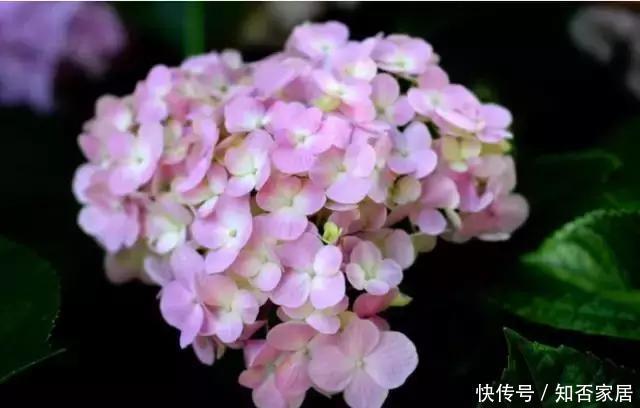 扦插|手把手教你种绣球花,日常养护、扦插方法、修剪样样有!