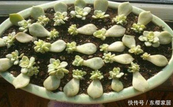 『摘下来』多肉的叶子摘下来重新种,现在叶子太多了,老花匠教你小窍门!