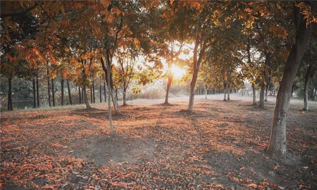 无锡高新区赏叶地图，这里藏着你不知道的最美秋色
