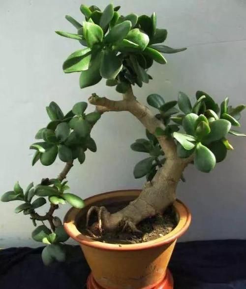  「身价」这六种植物越养越值钱，在家养几年，身价猛涨几倍！你家养了几种