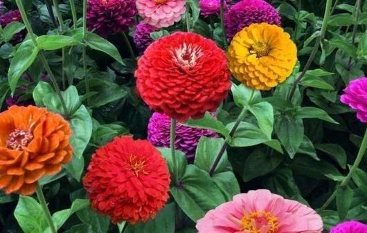  「养盆」阳台养盆“百日花”，有水狂生根、见光能爆花，天天赏“红花”