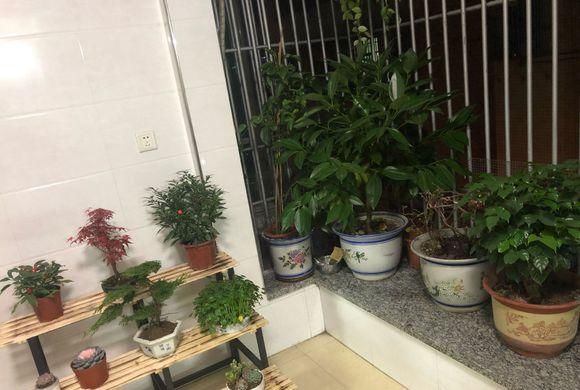  『花养』把花养在室内，满足小小田园梦，4条基本养花技巧，值得你学学