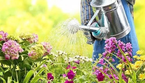  『家里』保持植物健康的5种高效方法，促进家里的花卉孕育花朵