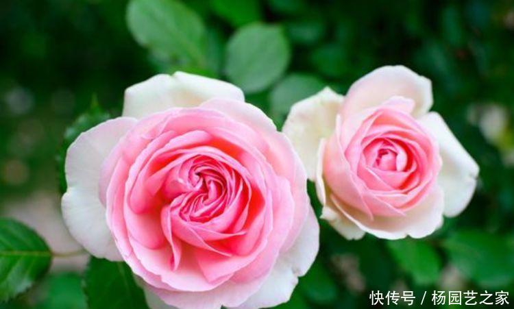 『漂亮』几种花界中的“女神”,漂亮好养开花多,长得旺喜爆盆,你养过吗