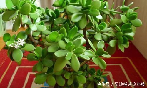  名字|客厅摆上6种花，不仅养人还旺财，一听名字就是吉祥花