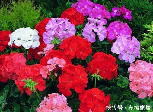 『长春花』阳台栽培5种花卉,夏天不怕高温,花枝乱窜,长成“花海”很讨喜