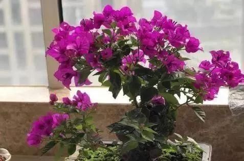  「停歇」2种“开花机器”，一年300多天不停歇，养2盆，天天有花看，值！