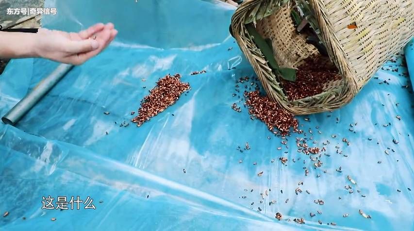 回应“假吃”惹争议,辟谣很简单,却被《向往》的官微搞复杂了?