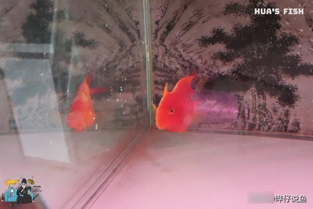  『血鹦鹉』始于鹦鹉鱼，终于鹦鹉鱼，鹦鹉鱼何以雄踞“三大入门观赏鱼”之首