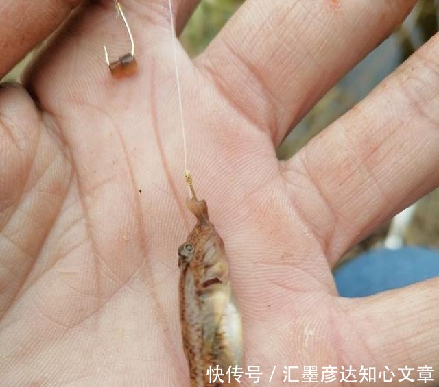 『小鱼虾闹窝』浮漂一直动在那动,但提竿确钓不上来鱼的真正原因,全都在这了