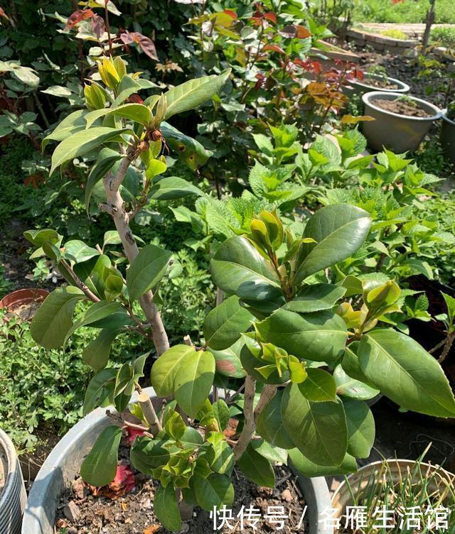  『旺盛期』新芽旺盛期的茶花盆土太板结可以换盆吗？换错盆新叶枯来年不开花