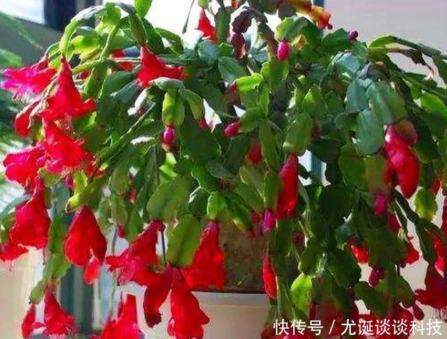  爆满@蟹爪兰有个“小开关”，打开后，开花大又多，轻松爆满盆！