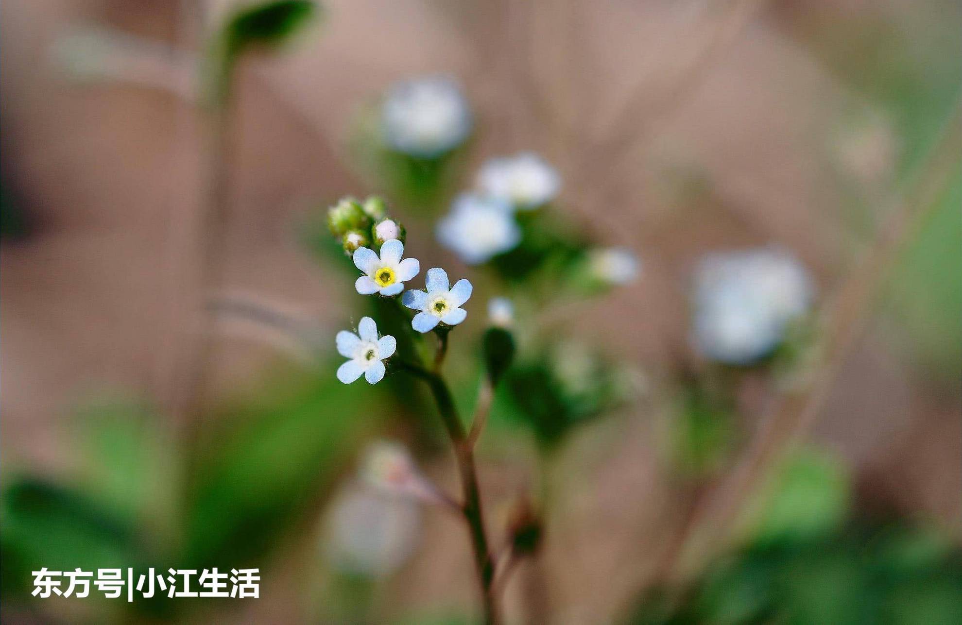 农村这种野草，价值很珍贵，过去农民用它治胃痛，人称“鸡肠”
