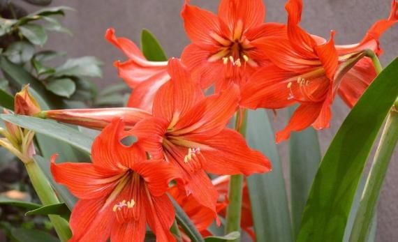  [家里]4种花“旺运又招财”，养家里吉祥喜庆，添福添财，聪明人都在养