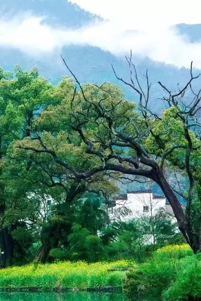 “最美乡村”的称号的婺源花开得美爆了！