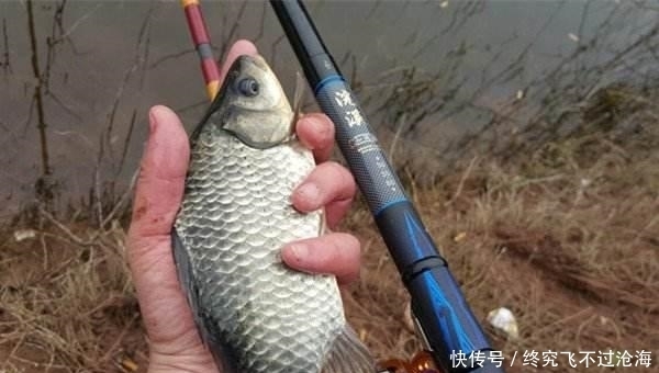  饵料的好与|野钓鲫鱼，饵料使用不是随意的，有规律可循！