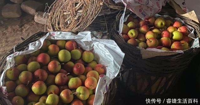  下山|素有“京北名果”之称的它让果农哽咽，人肉背下山，滞销上