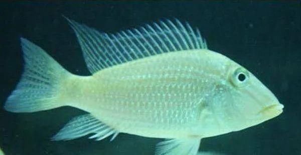  #水族市场上#美洲慈鲷之美，您细品
